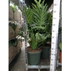 Philodendron   ...