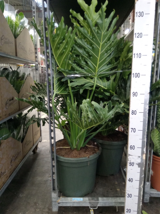 Philodendron   ...