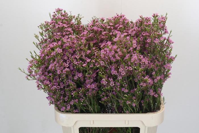 Chamelaucium Michal