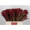 Leucadendron Jester