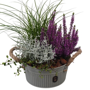 Arr.   Tuinplanten L%