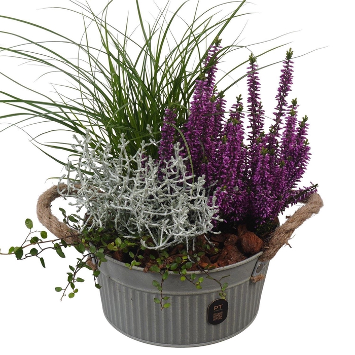 <h4>Arr.   Tuinplanten L%</h4>