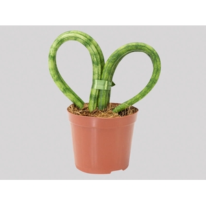 SANSEVIERIA CORACAO P09