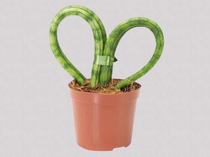 <h4>SANSEVIERIA CORACAO P09</h4>