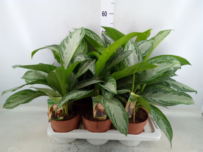 <h4>Aglaonema  'Silver Bay'</h4>