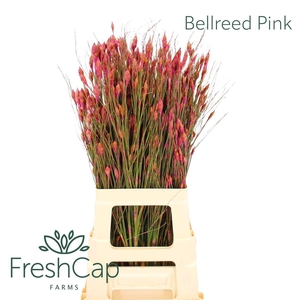Bellreed Pink