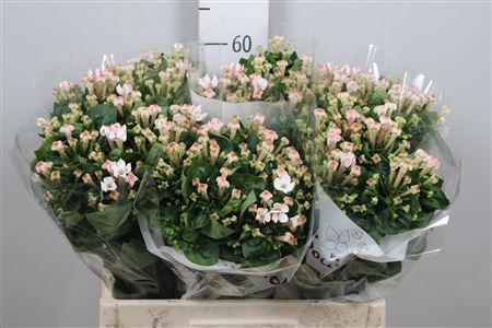 <h4>Bou En Blossom</h4>