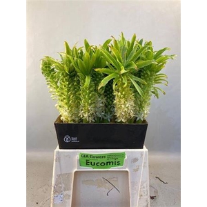 Eucomis C Tugel Jade