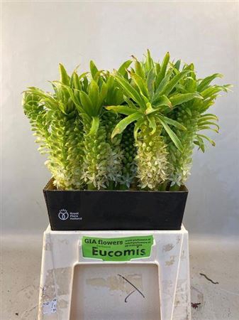 <h4>Eucomis C Tugel Jade</h4>