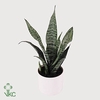 Sansevieria Zeylanica Fan 6 cm in Romy (Party Love-collection)