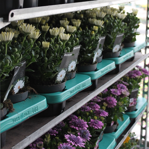 Osteospermum mixkar met 1 laag specialties Decorum