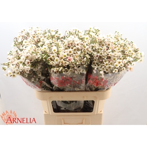 Chamelaucium Rhiannon