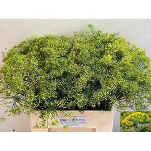 Anet Graveolens