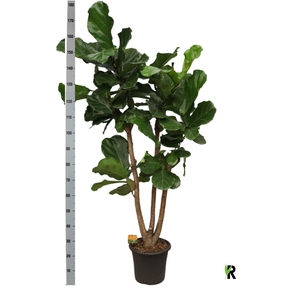 FICUS LYRATA