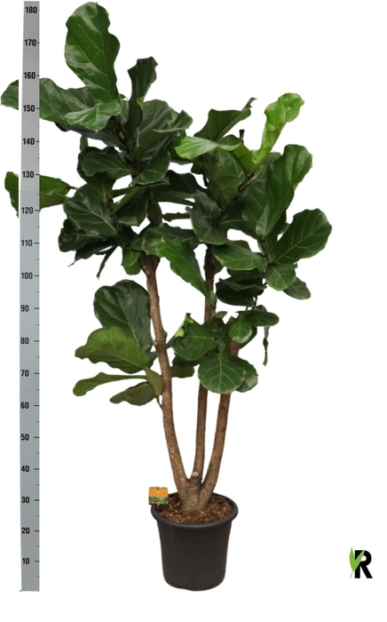 <h4>FICUS LYRATA</h4>