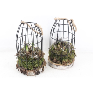 arr4 Bollenmix MB - Vogelkooi black L 285/6