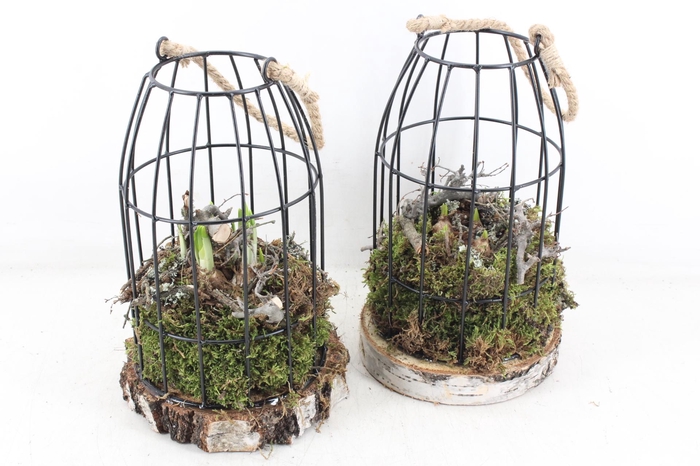 <h4>arr4 Bollenmix MB - Vogelkooi black L 285/6</h4>