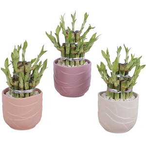 Lucky Bamboo Shape Round 2B Ø10cm Ceramic SE660