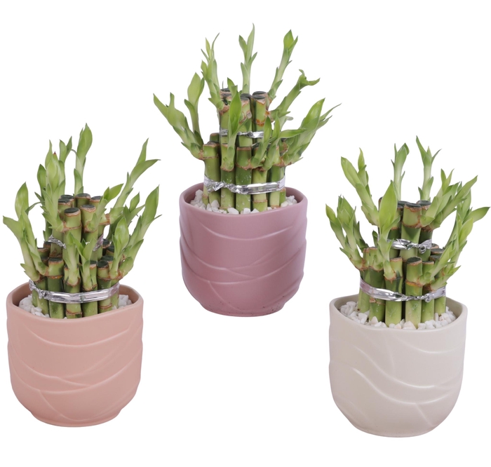 <h4>Lucky Bamboo Shape Round 2B Ø10cm Ceramic SE660</h4>