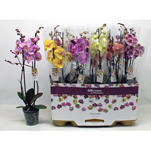 PHAL GEM