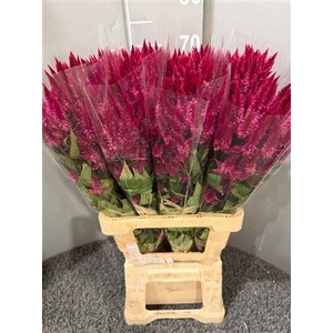 Celosia Celway Red