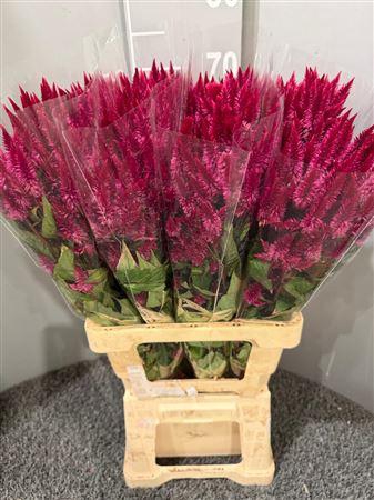 <h4>Celosia Celway Red</h4>