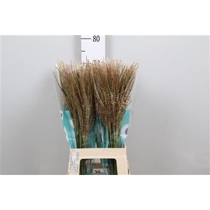 Misc Sin White Cloud