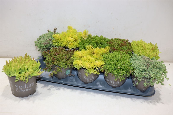 <h4>Sedum Gem</h4>
