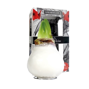 Amaryllis Touch of Wax Magic White 6x1, rode bloem, Karton Giftbox