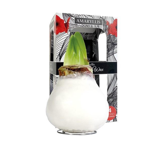 <h4>Amaryllis Touch of Wax Gloss White 6x1, rode bloem, Karton Giftbox</h4>