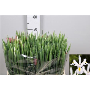 Iris White Magic
