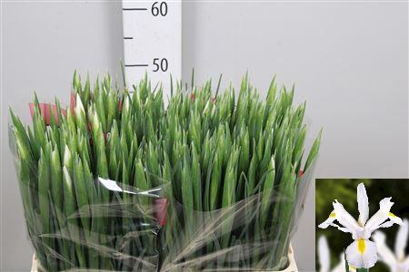 <h4>Iris White Magic</h4>