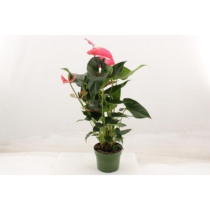 Anthurium Andreanum Maine 17Ø 70cm 5fl