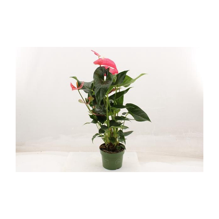 <h4>Anthurium Andreanum Maine 17Ø 70cm 5fl</h4>