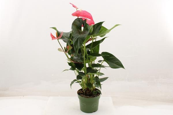Anthurium Andreanum Maine 17Ø 70cm 5fl