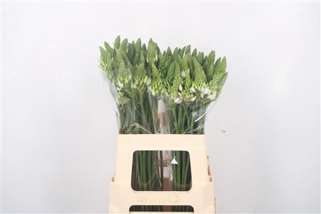 <h4>Ornithogalum Thyrsoides White</h4>