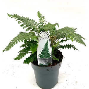 Polystichum polyblepharum