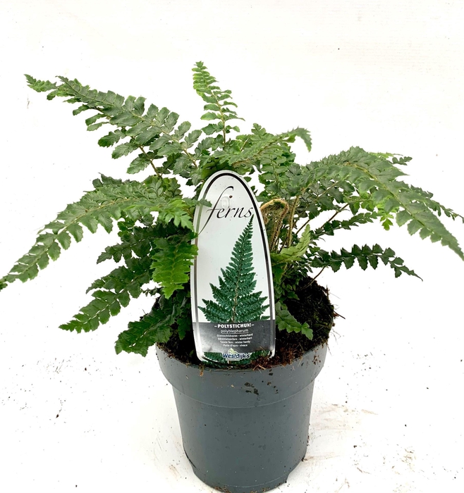 <h4>Polystichum polyblepharum</h4>