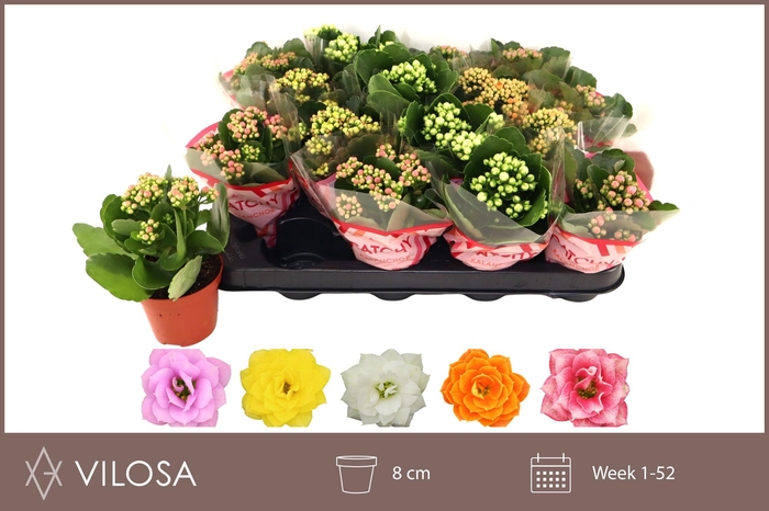 <h4>KAL GE GEM 5 KL</h4>