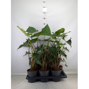 Alocasia zebrina 'Siberian Tiger'