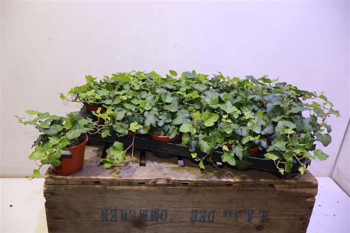 <h4>arr8 Hed He Wonder</h4>