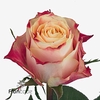 Rosa large chapeau