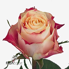 Rosa large chapeau