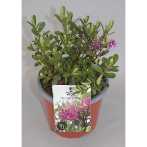 Hebe 'Nicola's Blush' C2