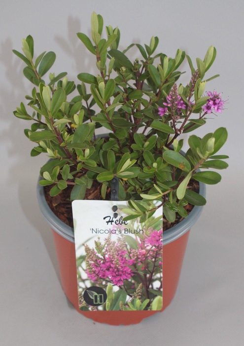 <h4>Hebe 'Nicola's Blush' C2</h4>