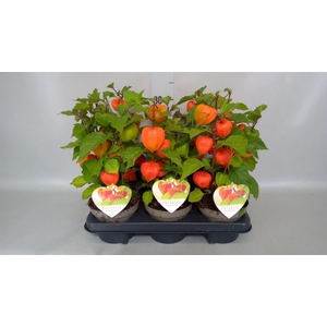 Physalis alkekengi