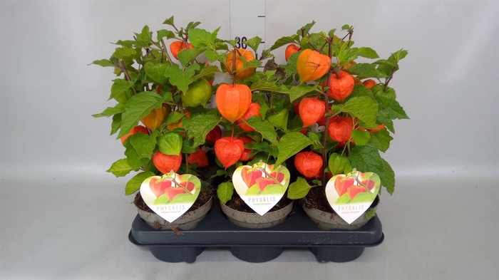 <h4>Physalis alkekengi</h4>