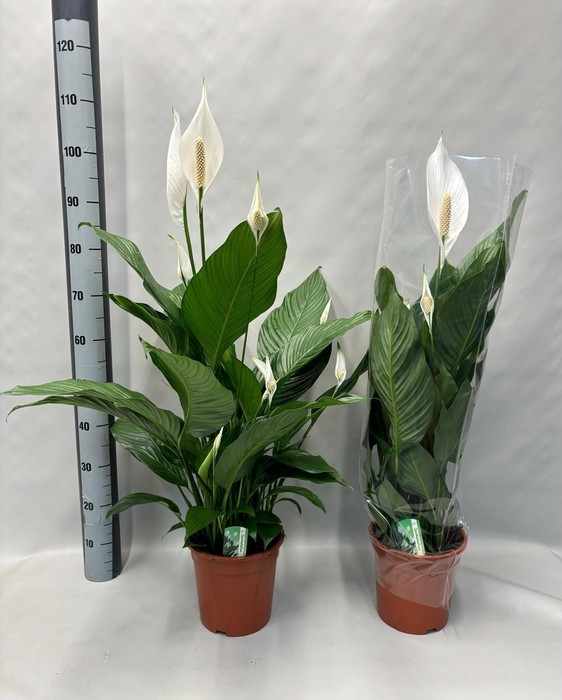 <h4>SPATH SWEET LAURETTA</h4>
