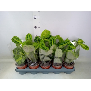 Maranta leuc. 'Lemon'