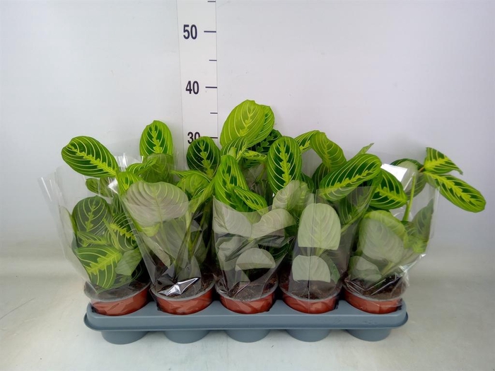 <h4>Maranta leuc. 'Lemon'</h4>